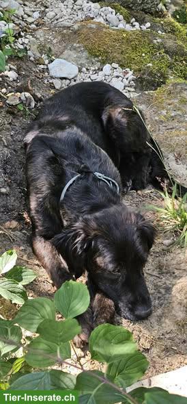 Bild 2: Top sozialisierte Retriever-Mischlingshündin