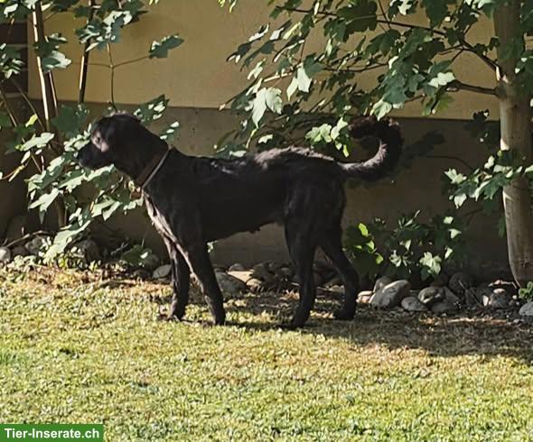 Bild 3: Top sozialisierte Retriever-Mischlingshündin