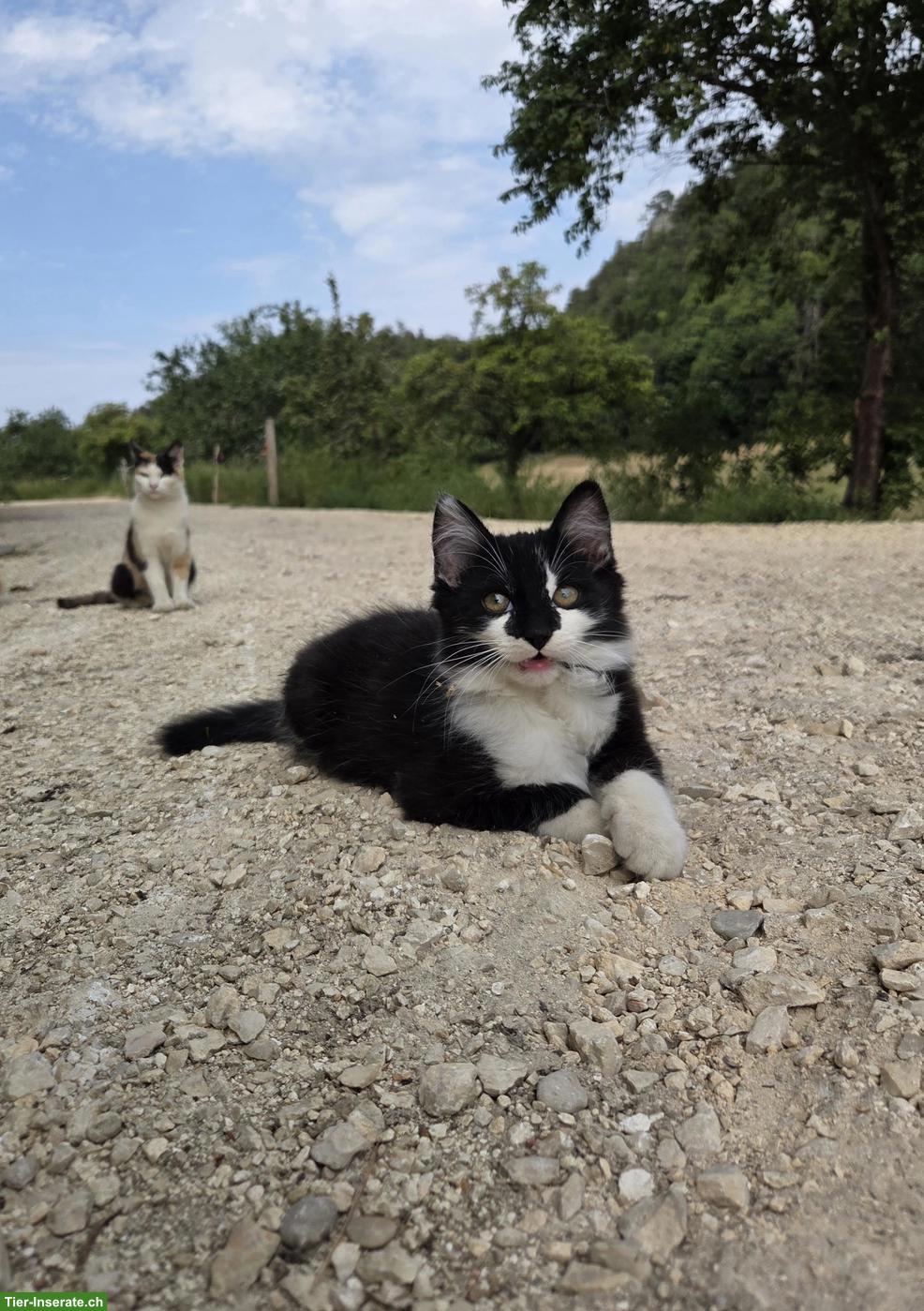 2 herzige Bauernhof Katerli suchen liebevolles Zuhause