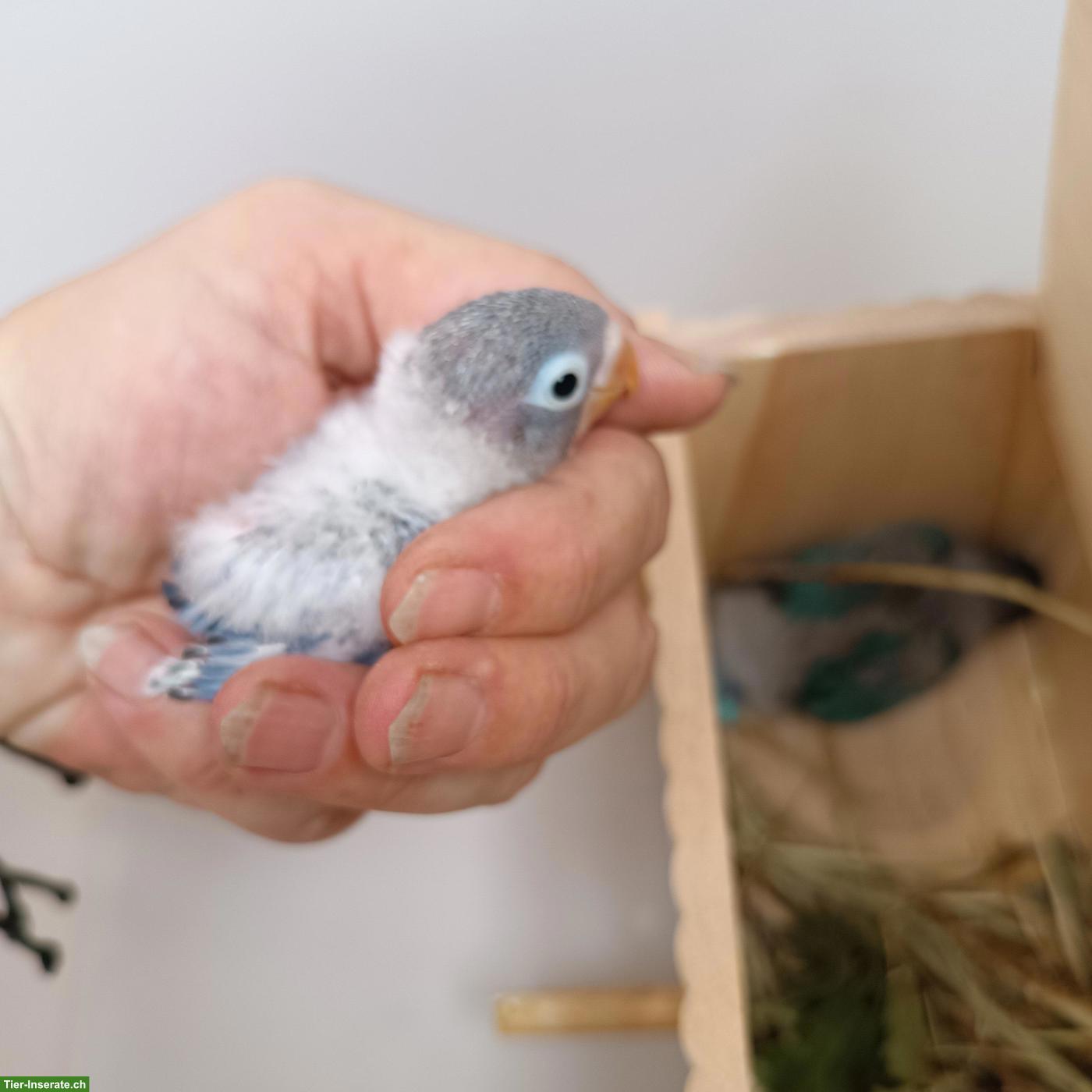 Bild 2: 2 junge Schwarzköpfchen, Geschwister