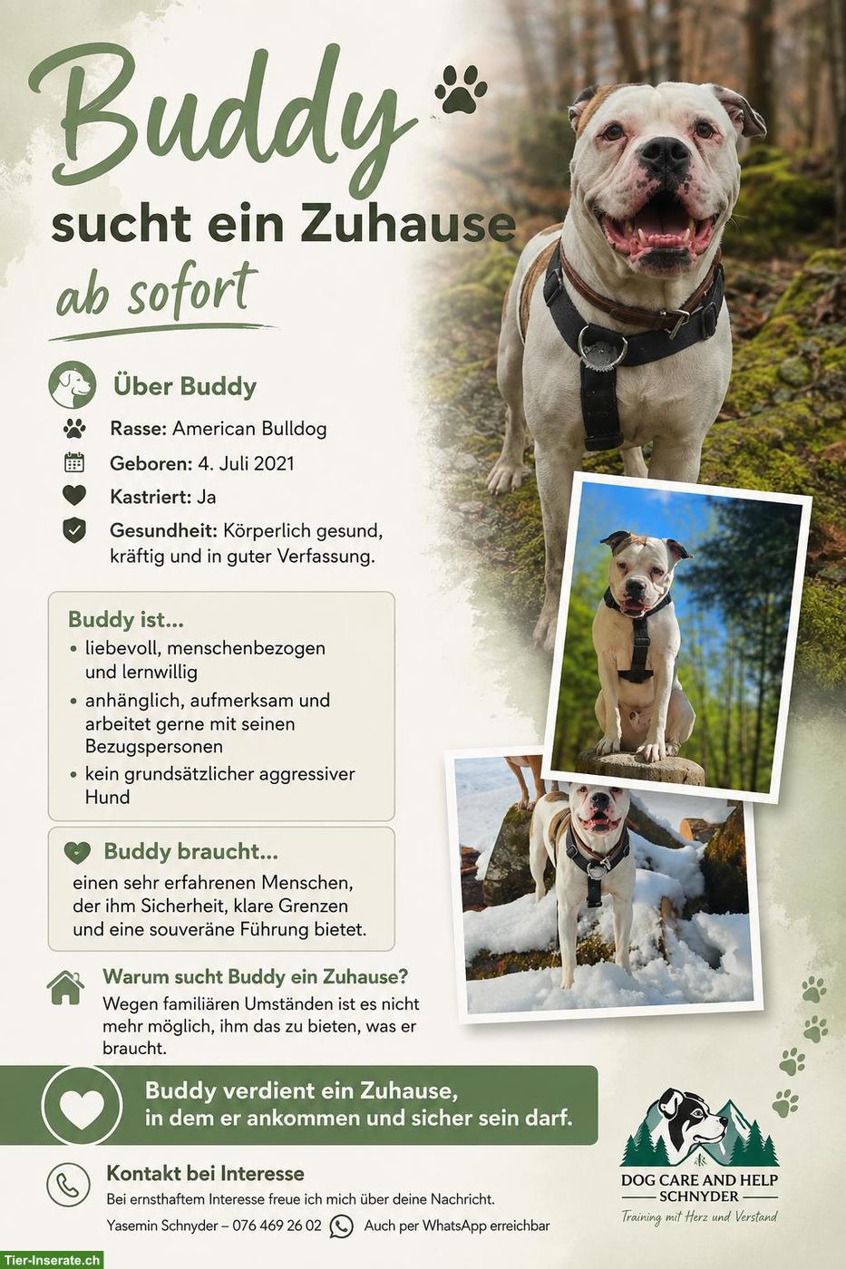 American Bulldog Rüde sucht erfahrenes Zuhause