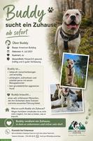 American Bulldog Rüde sucht erfahrenes Zuhause
