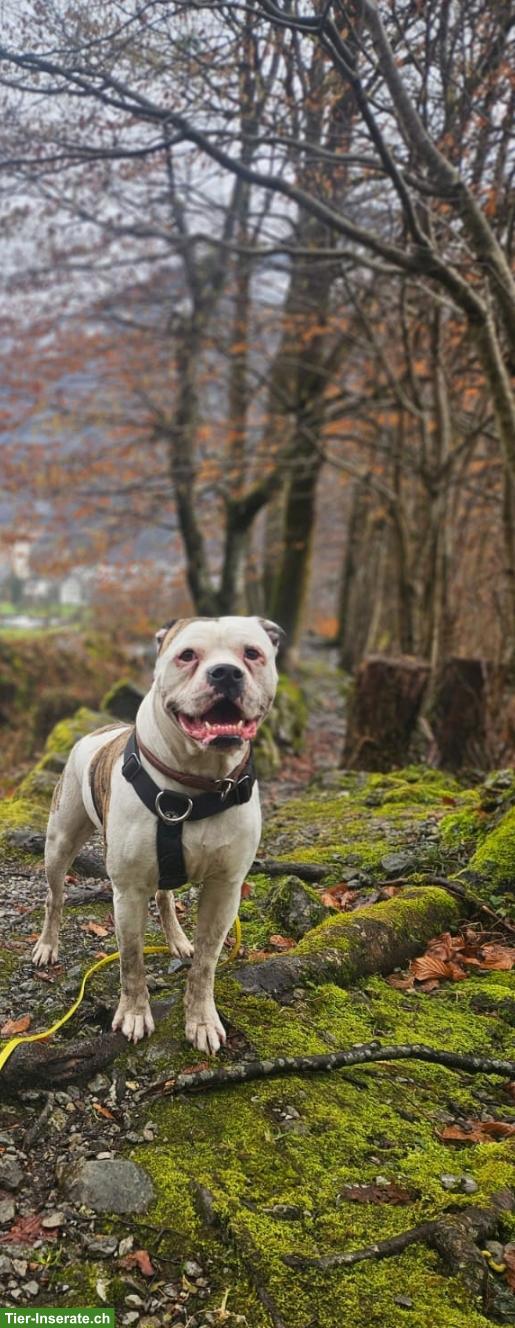 Bild 2: American Bulldog Rüde sucht erfahrenes Zuhause