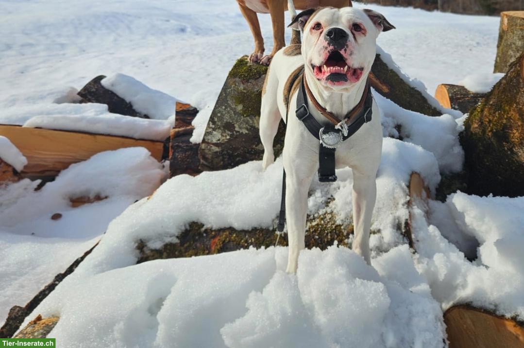 Bild 3: American Bulldog Rüde sucht erfahrenes Zuhause