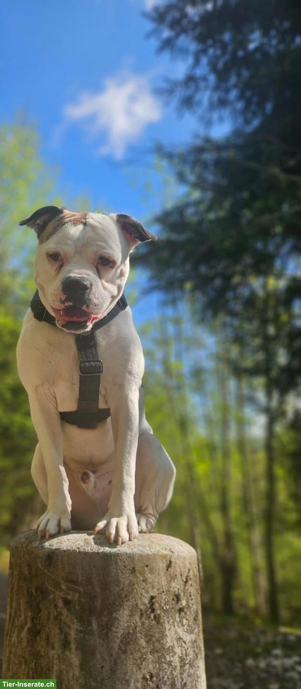Bild 4: American Bulldog Rüde sucht erfahrenes Zuhause