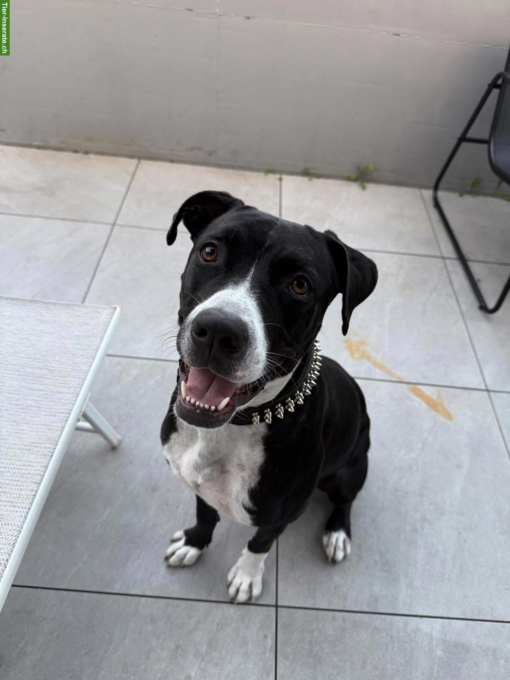 Cane Corso x Boxer Mix, ruhige und kuschelige Hündin