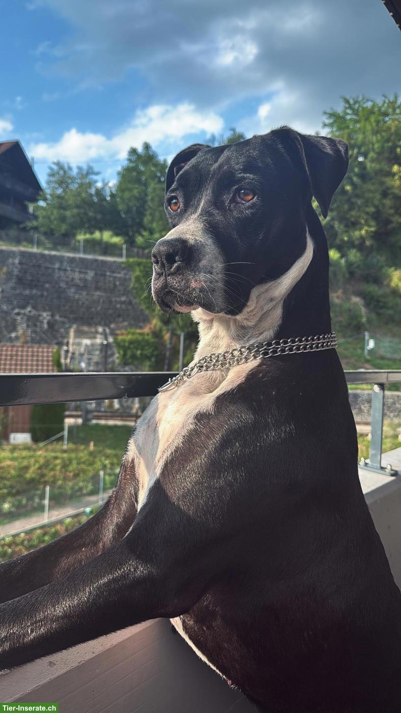 Bild 2: Cane Corso x Boxer Mix, ruhige und kuschelige Hündin