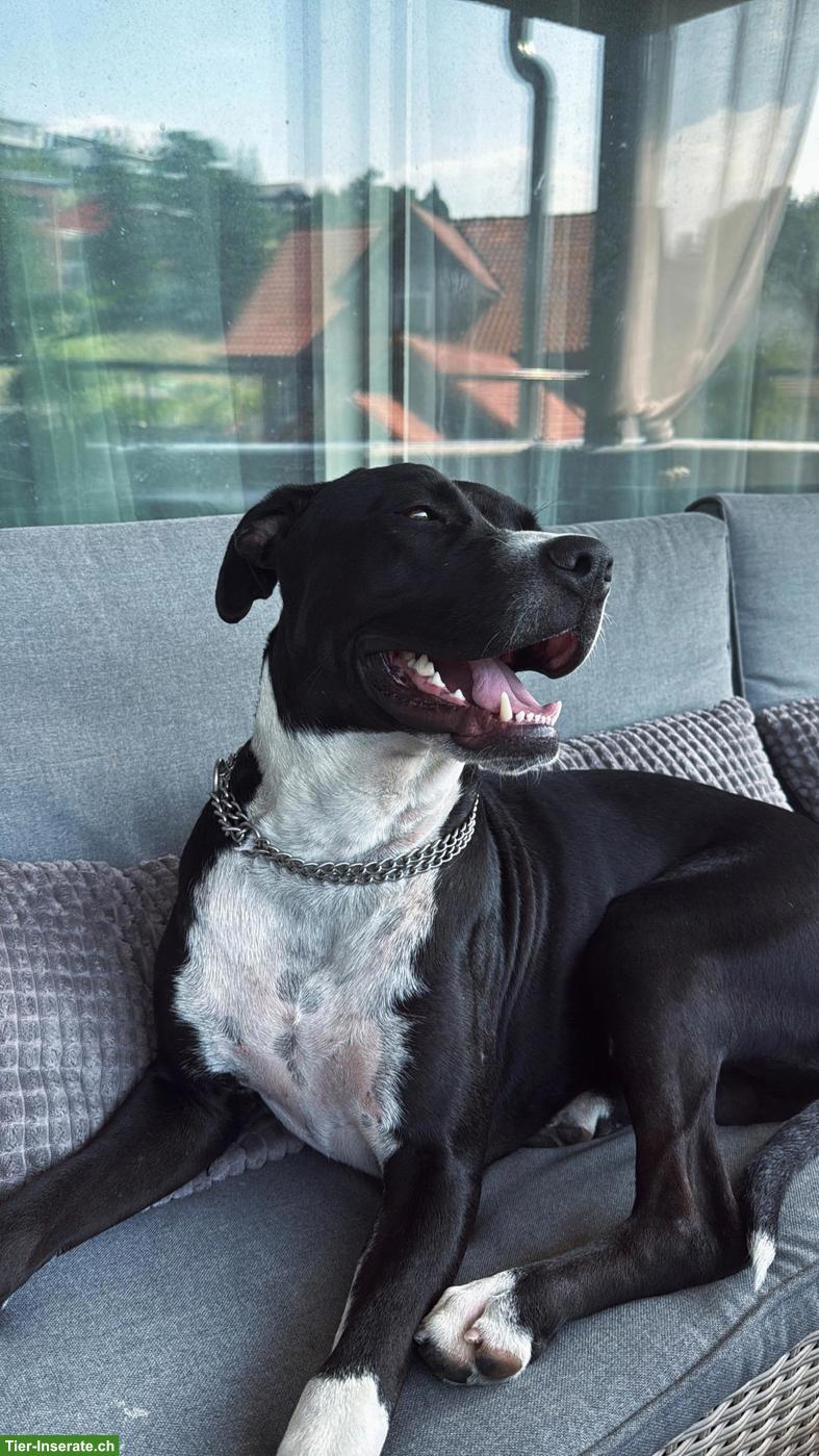 Bild 3: Cane Corso x Boxer Mix, ruhige und kuschelige Hündin