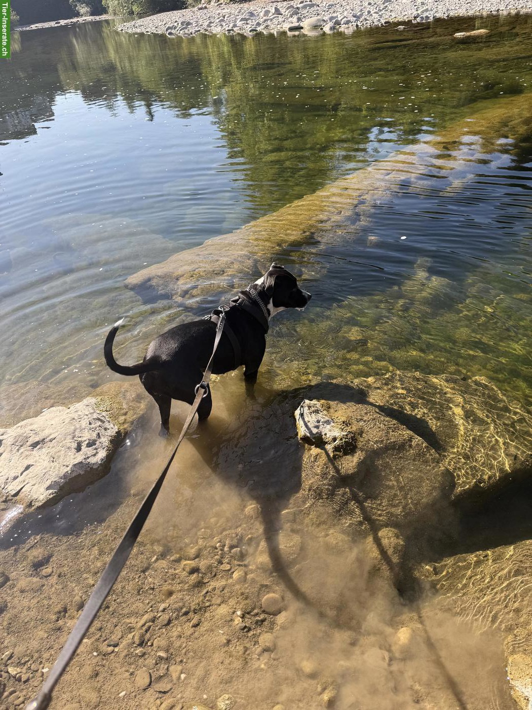 Bild 4: Cane Corso x Boxer Mix, ruhige und kuschelige Hündin