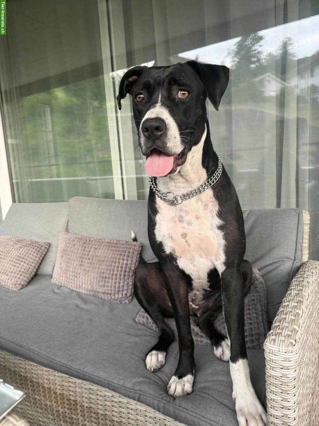 Bild 5: Cane Corso x Boxer Mix, ruhige und kuschelige Hündin