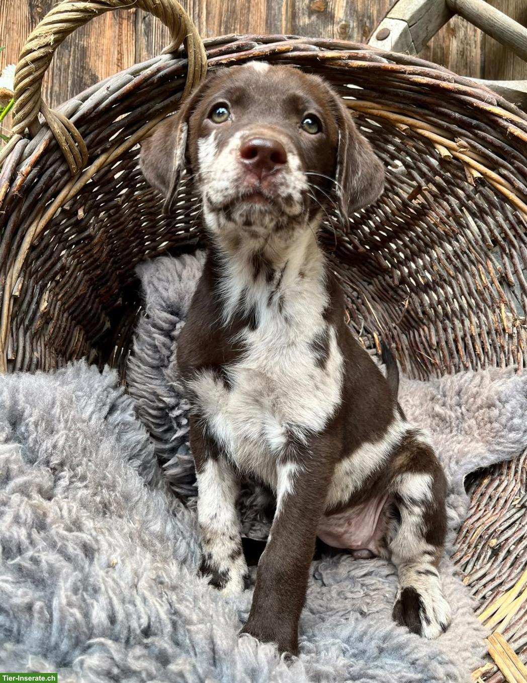 Reinrassiger Labrador Welpe, merle, weiblich
