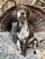 Reinrassiger Labrador Welpe, merle, weiblich