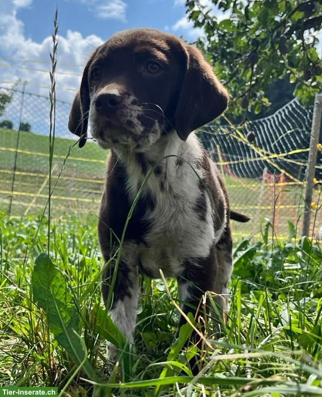 Bild 4: Reinrassiger Labrador Welpe, merle, weiblich