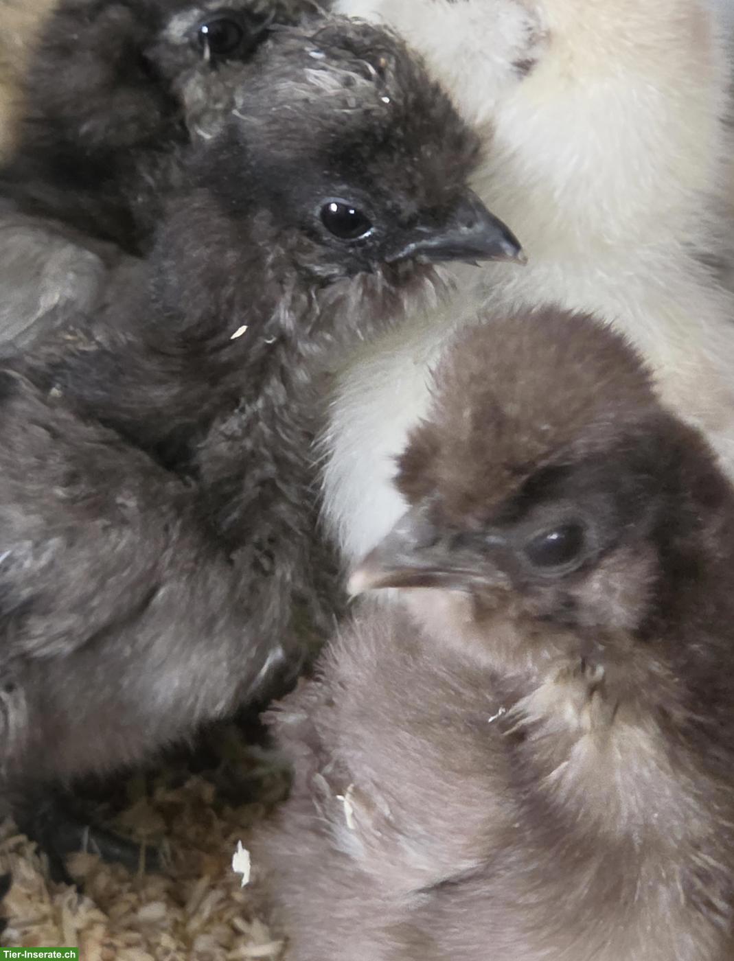 US Silkies Küken zu verkaufen.