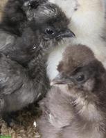 US Silkies Küken zu verkaufen.