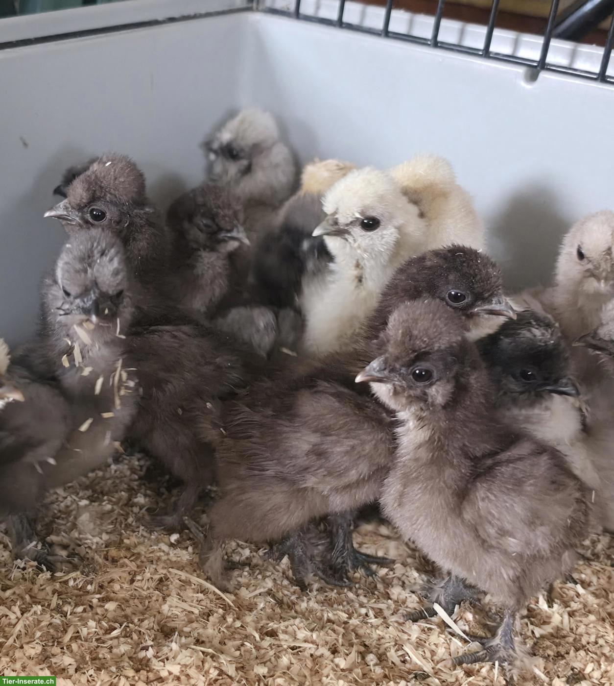 Bild 2: US Silkies Küken zu verkaufen.