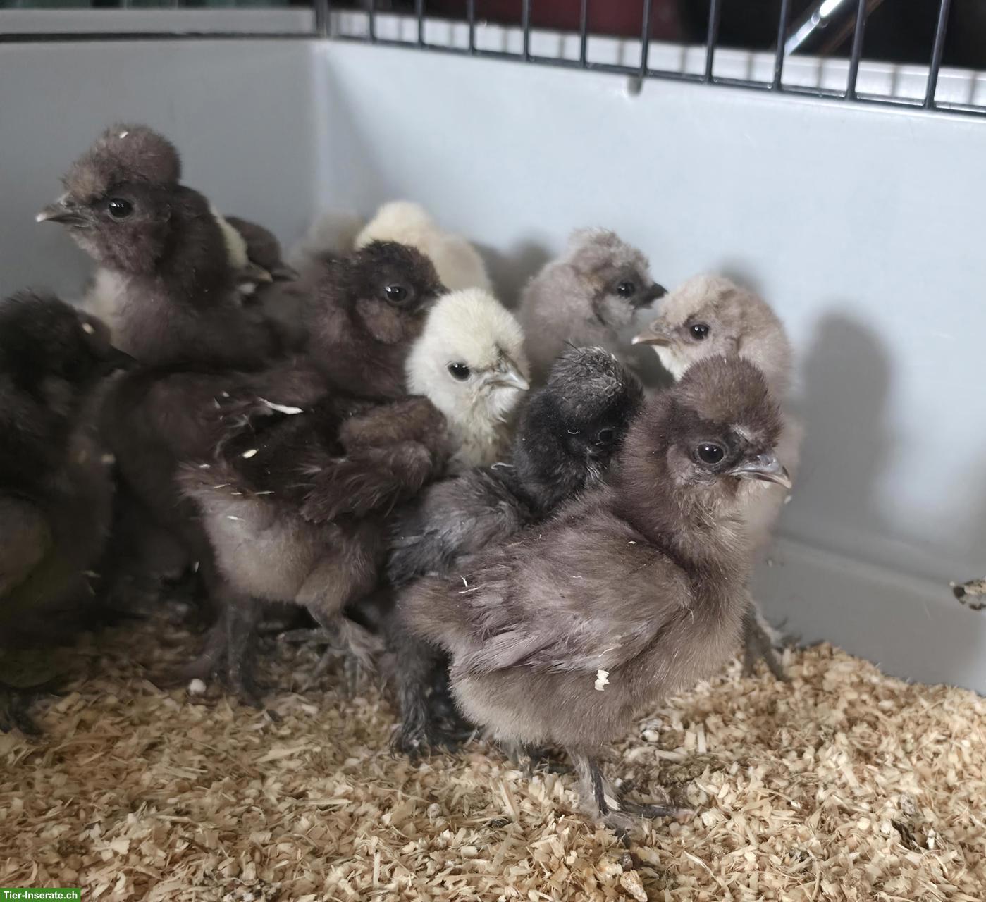 Bild 3: US Silkies Küken zu verkaufen.