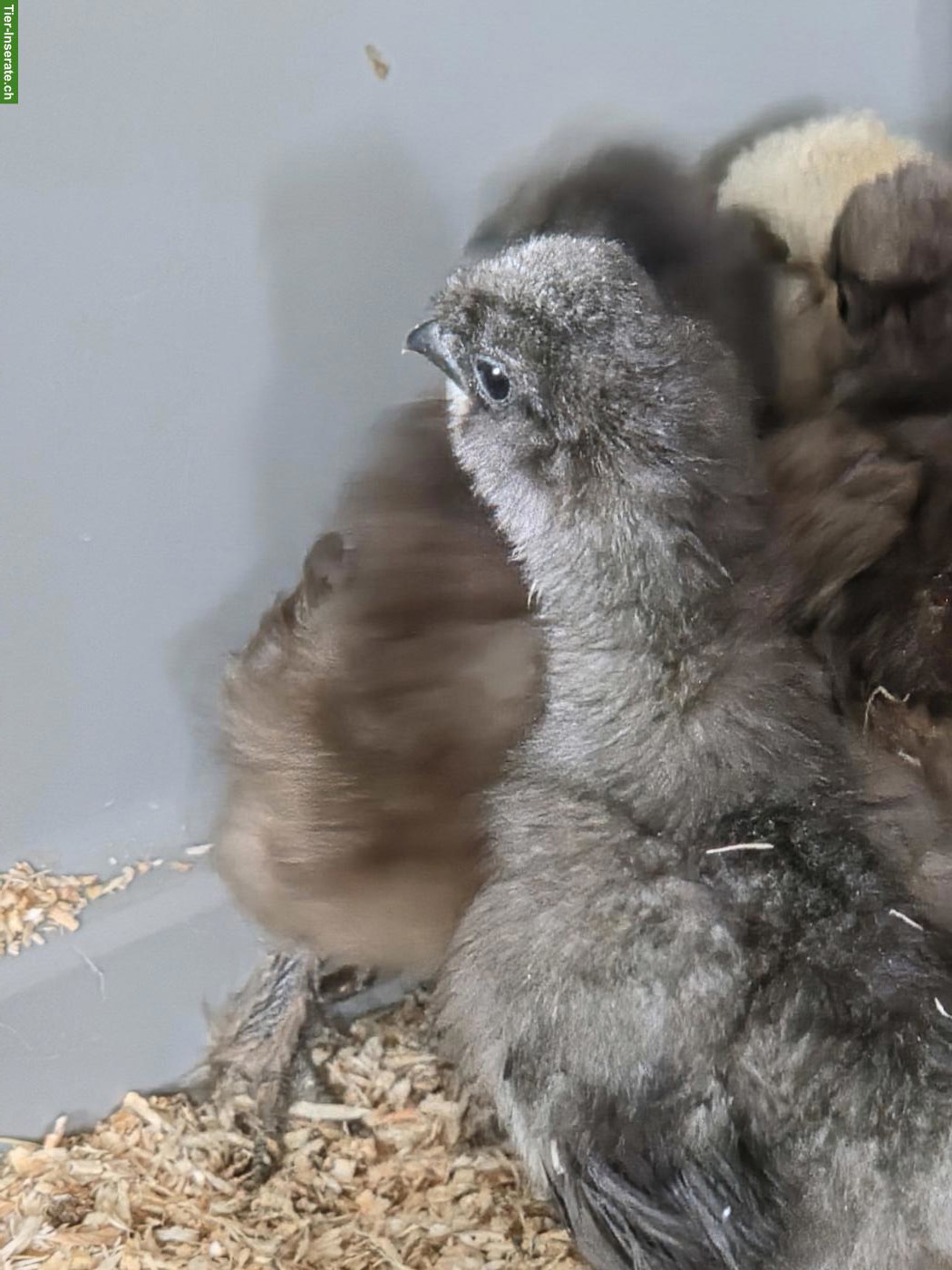 Bild 4: US Silkies Küken zu verkaufen.