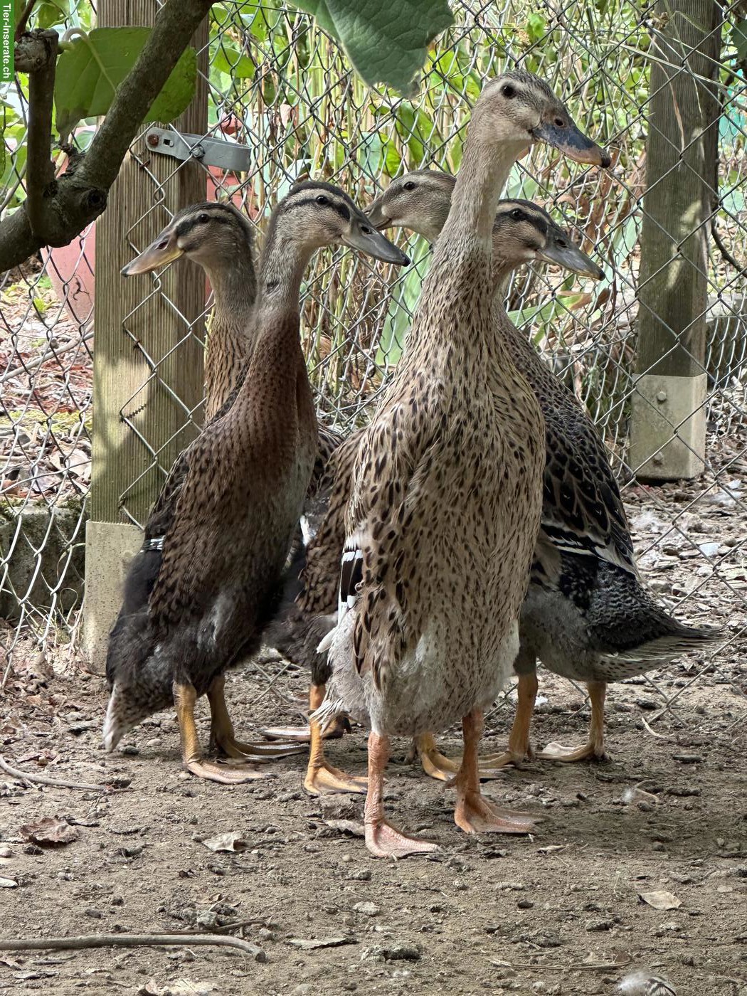4 junge indische Laufenten aus Naturbrut