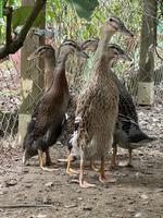 4 junge indische Laufenten aus Naturbrut