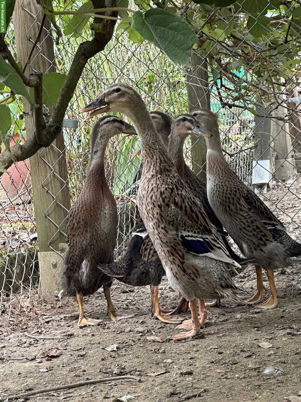 Bild 2: 4 junge indische Laufenten aus Naturbrut