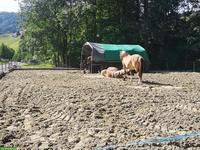 Hofmitarbeiter mit IV-Rente, Frührentner oder AHV in Schwellbrunn AR