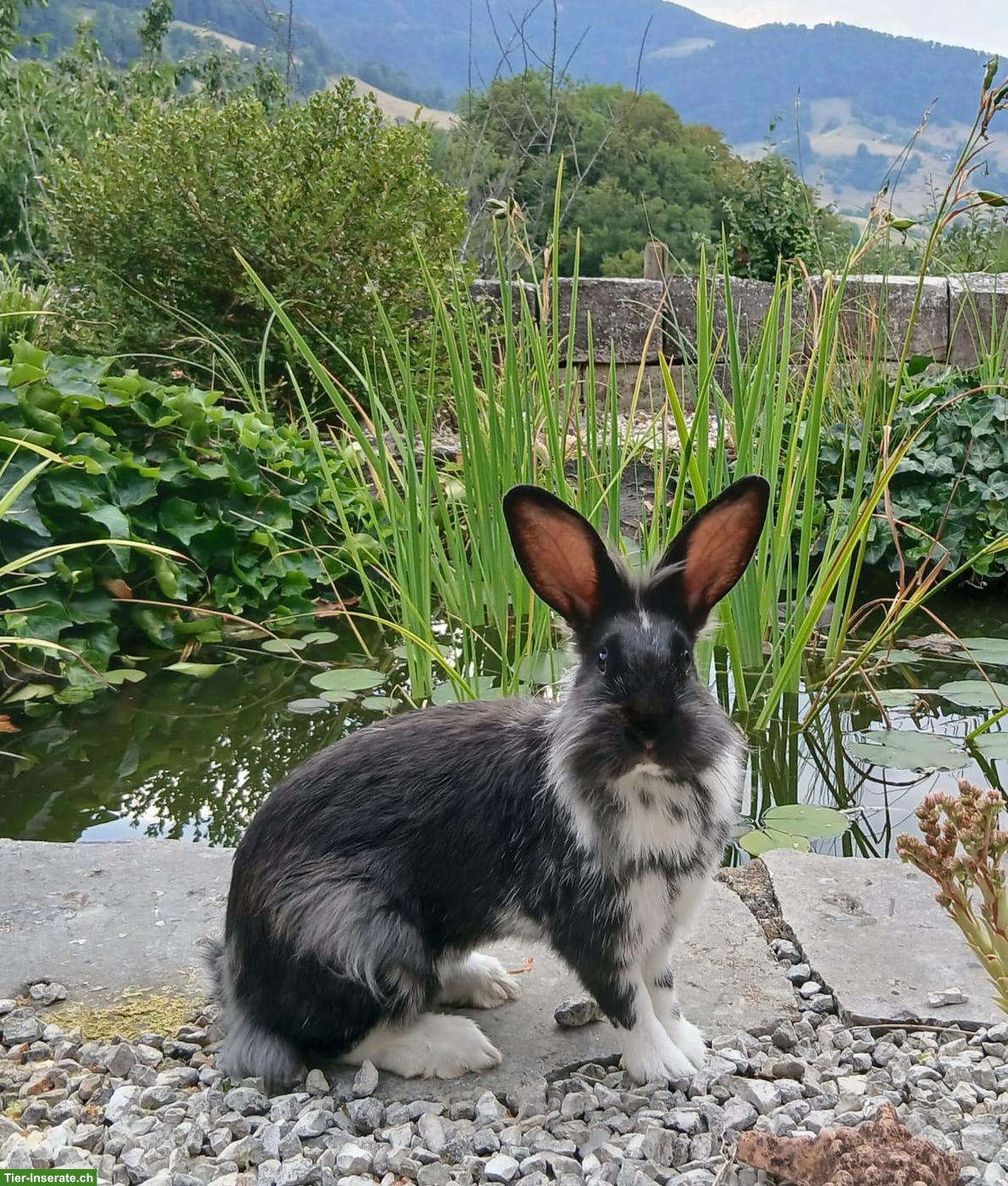 Kaninchen Weibchen, handzahm