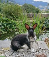 Kaninchen Weibchen, handzahm