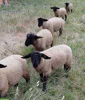 Suffolk Lammböcke zu verkaufen