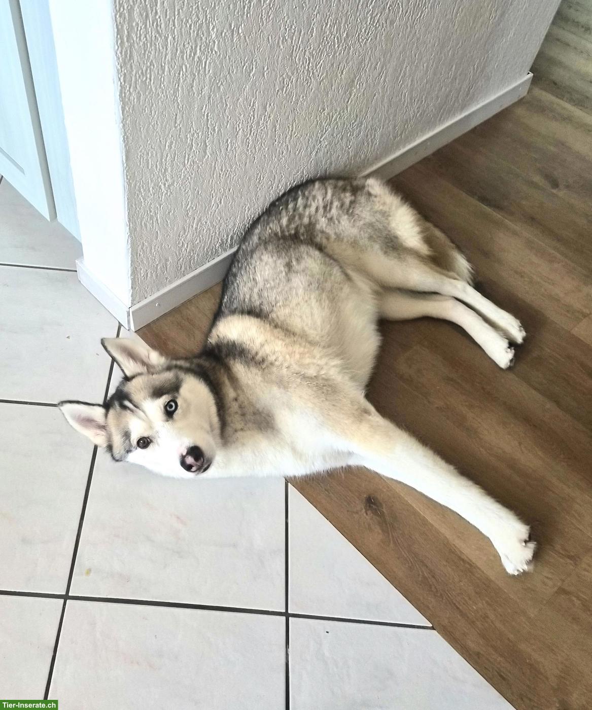 3-jährige Siberian Husky Dame sucht neues Zuhause mit Garten