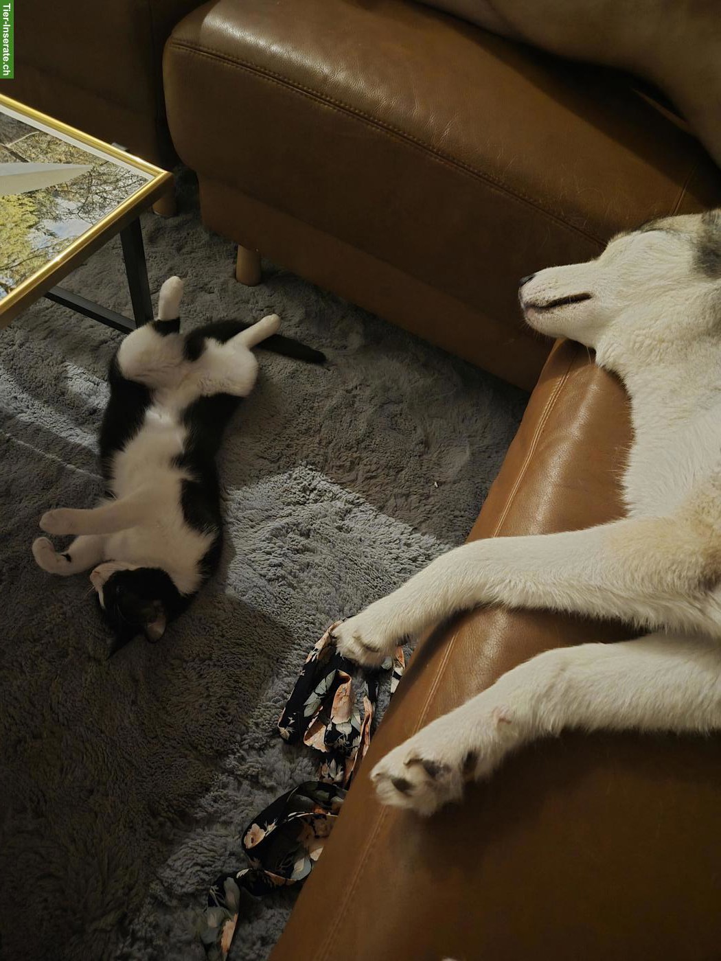 Bild 2: 3-jährige Siberian Husky Dame sucht neues Zuhause mit Garten