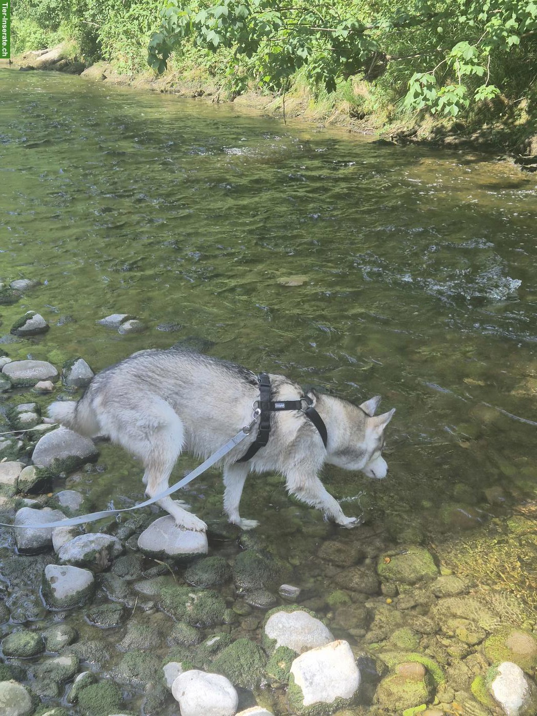 Bild 3: 3-jährige Siberian Husky Dame sucht neues Zuhause mit Garten