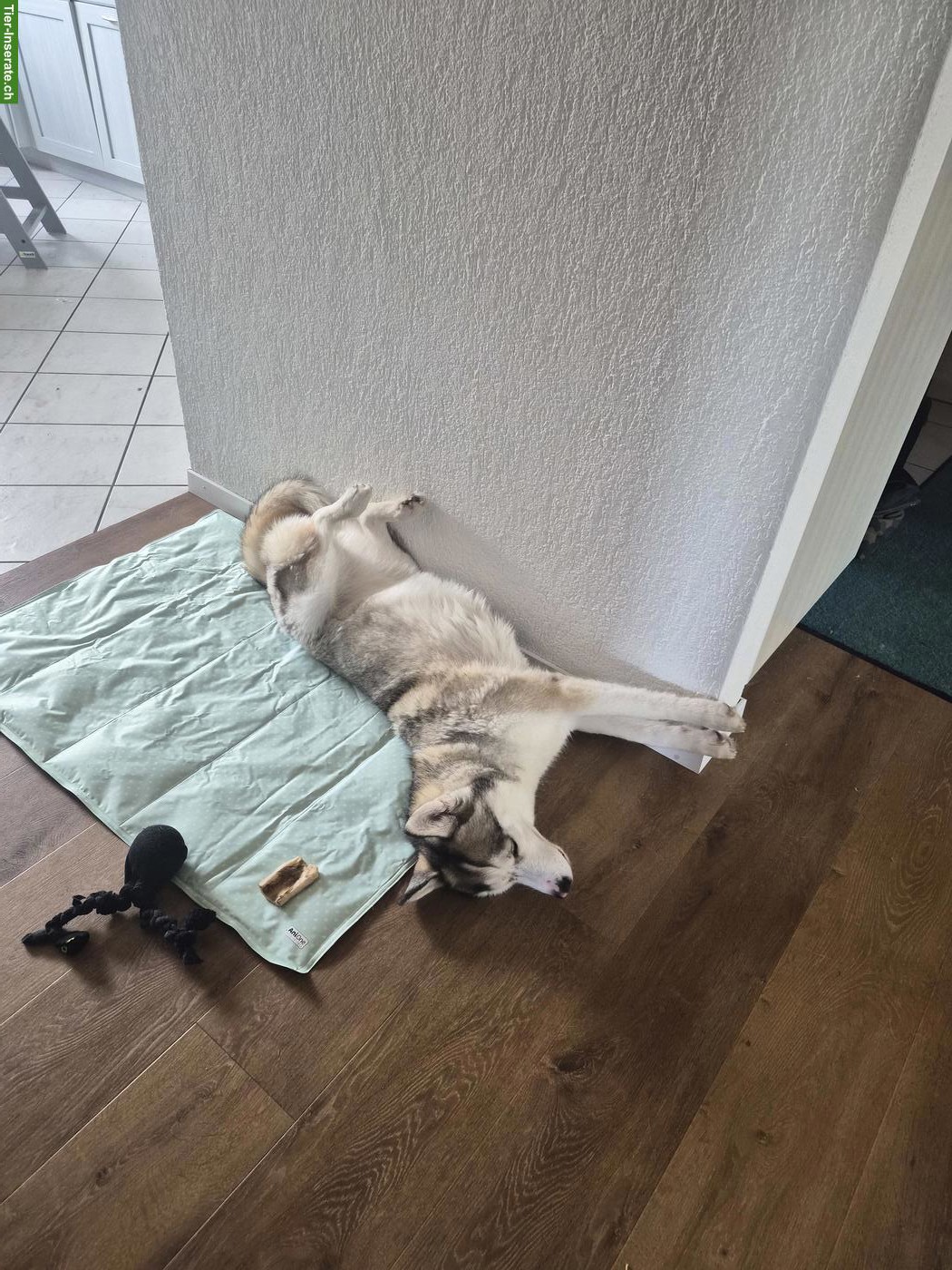 Bild 4: 3-jährige Siberian Husky Dame sucht neues Zuhause mit Garten