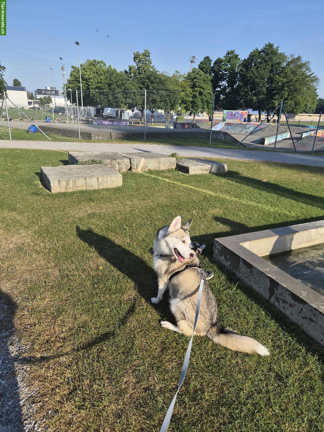 Bild 5: 3-jährige Siberian Husky Dame sucht neues Zuhause mit Garten