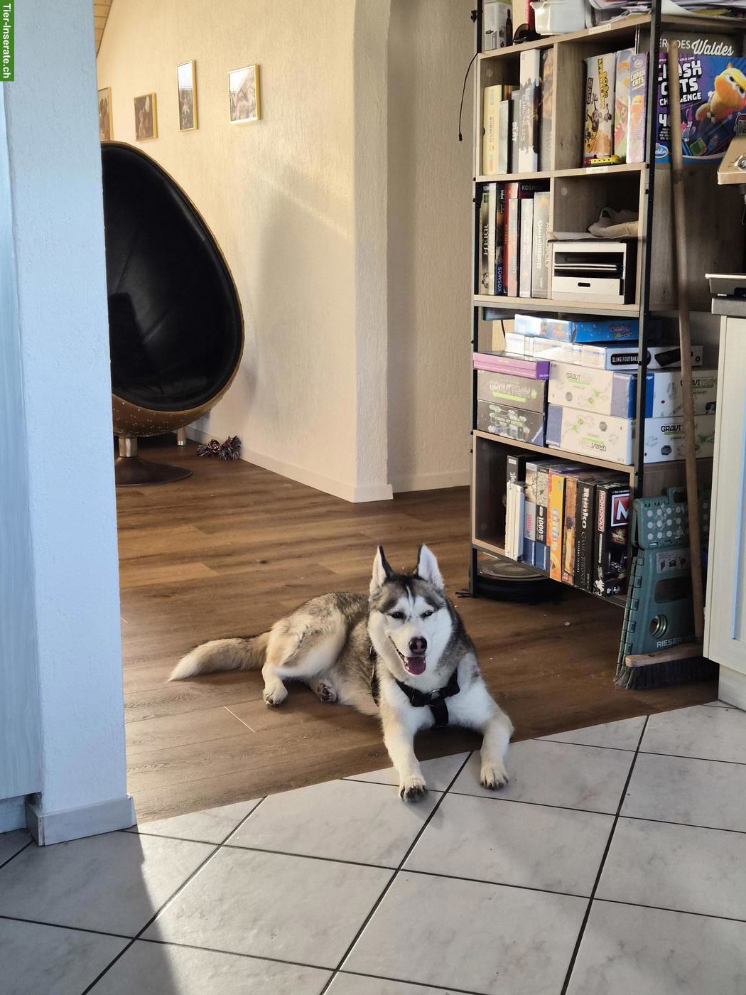Bild 6: 3-jährige Siberian Husky Dame sucht neues Zuhause mit Garten
