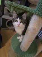 Sibirische Waldkatzen Kitten, weiblich