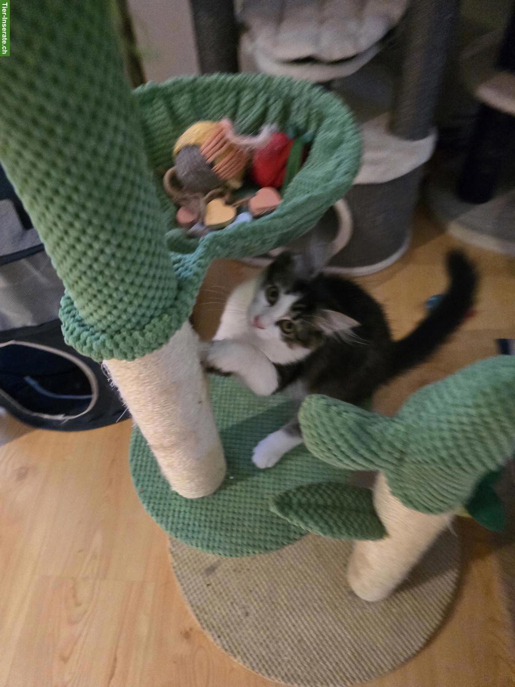 Bild 2: Sibirische Waldkatzen Kitten, weiblich