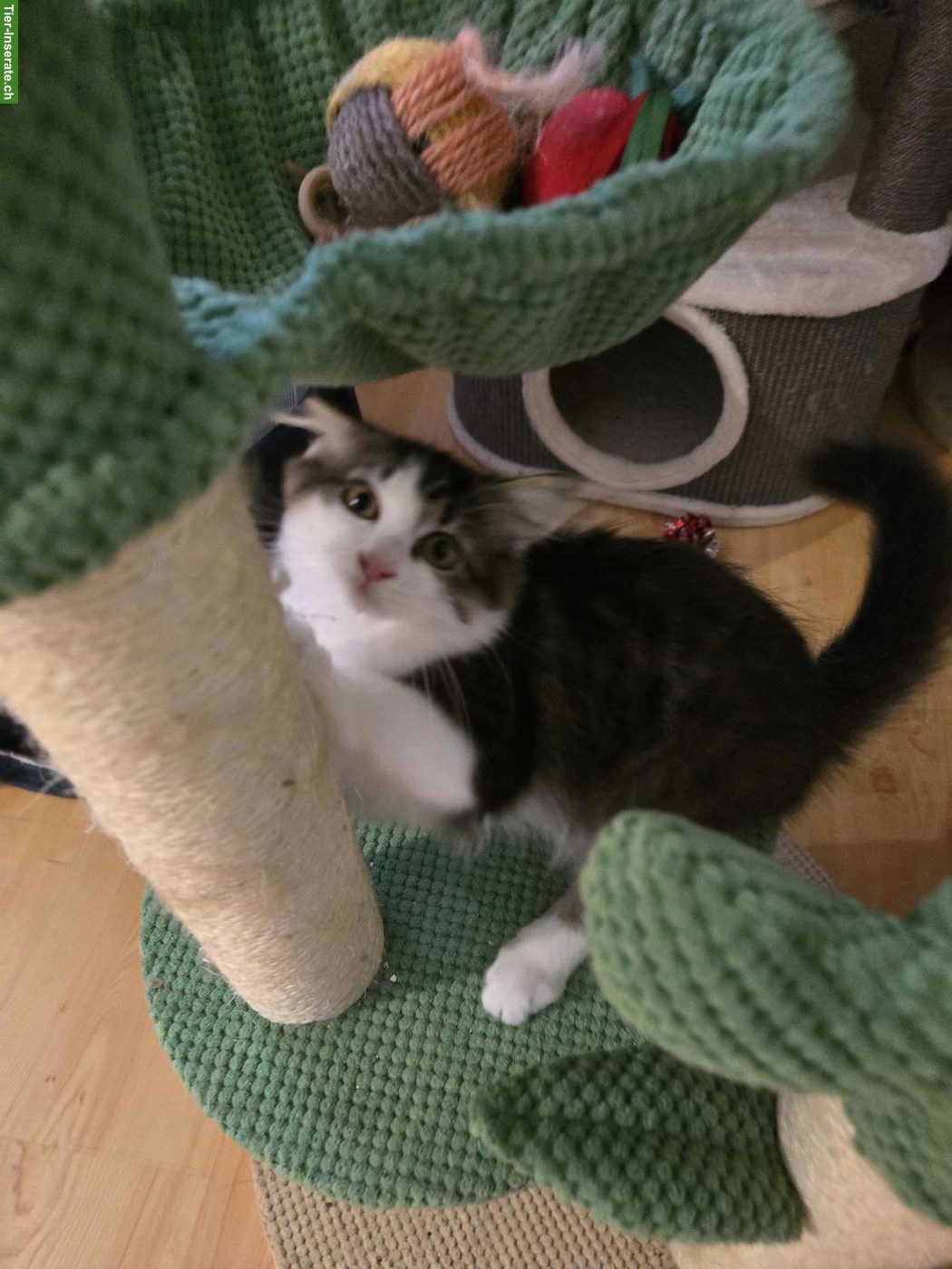 Bild 3: Sibirische Waldkatzen Kitten, weiblich