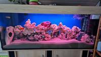 Aquarium inkl. passendem Unterschrank & Besatz
