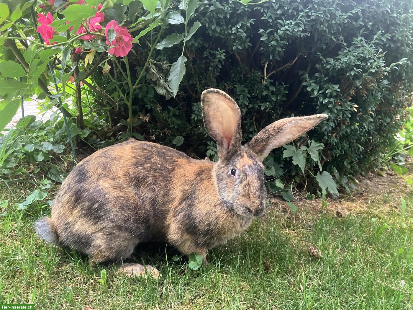 Junge Mix-Kaninchen Zippe