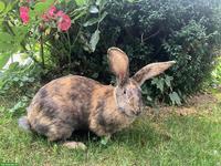 Junge Mix-Kaninchen Zippe