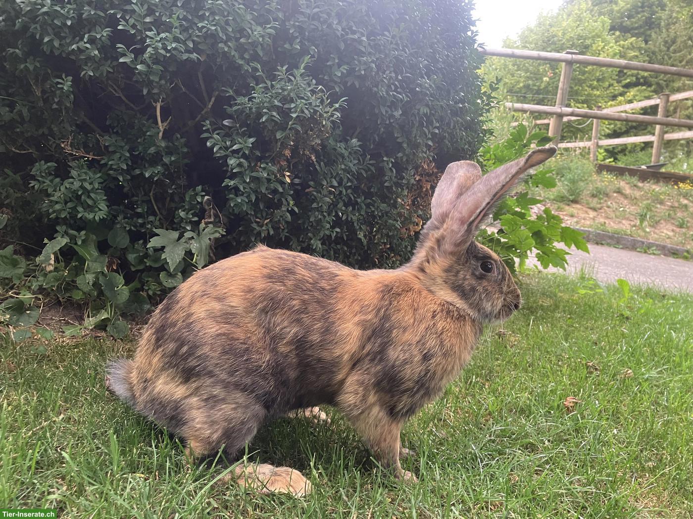 Bild 2: Junge Mix-Kaninchen Zippe