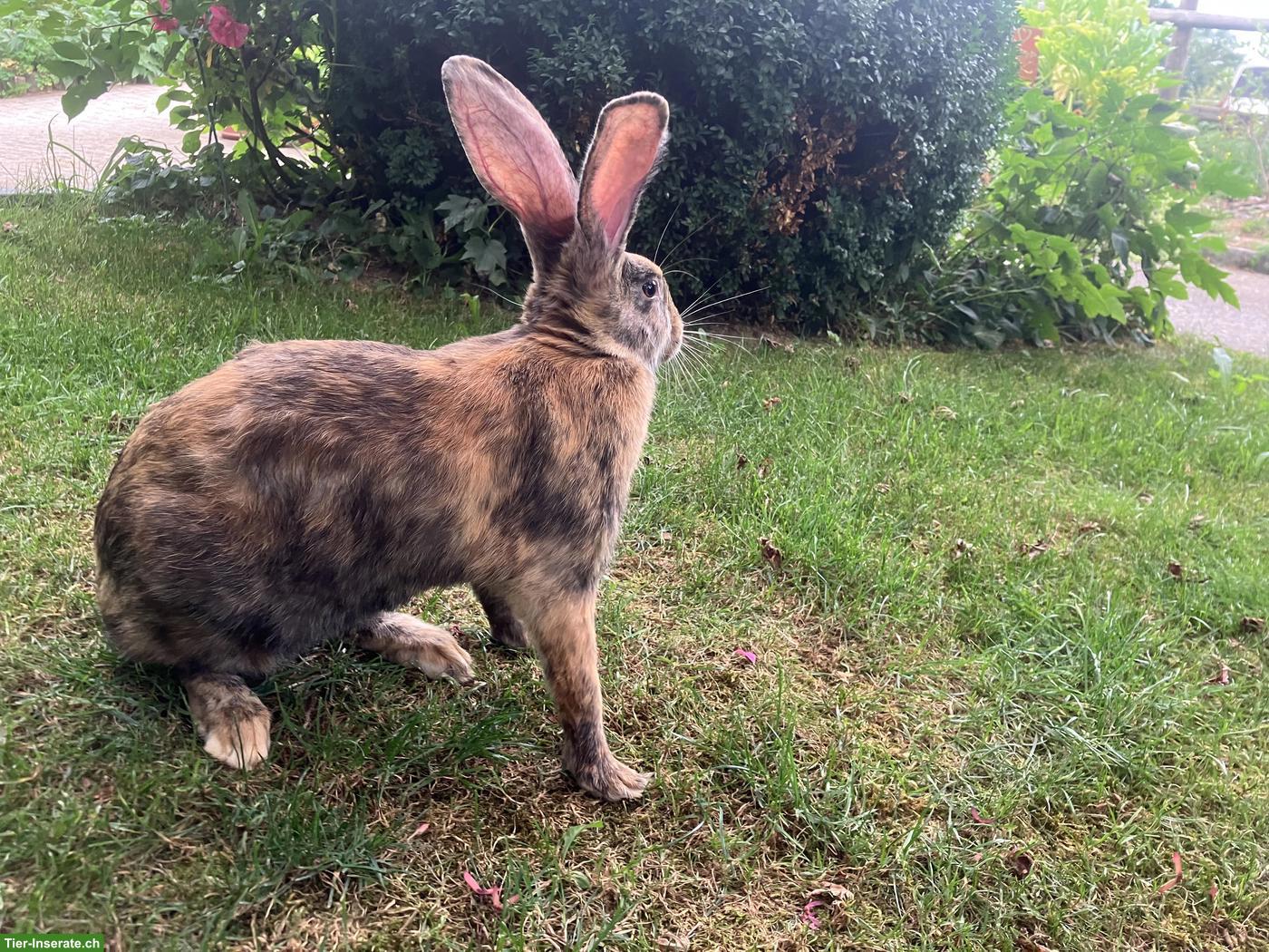 Bild 3: Junge Mix-Kaninchen Zippe