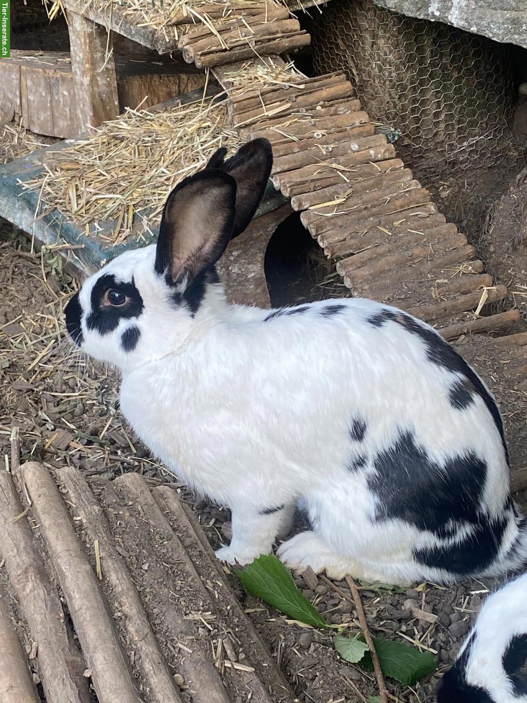 Schweizer Schecken Kaninchen, weiblich