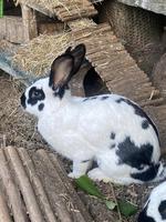 Schweizer Schecken Kaninchen, weiblich