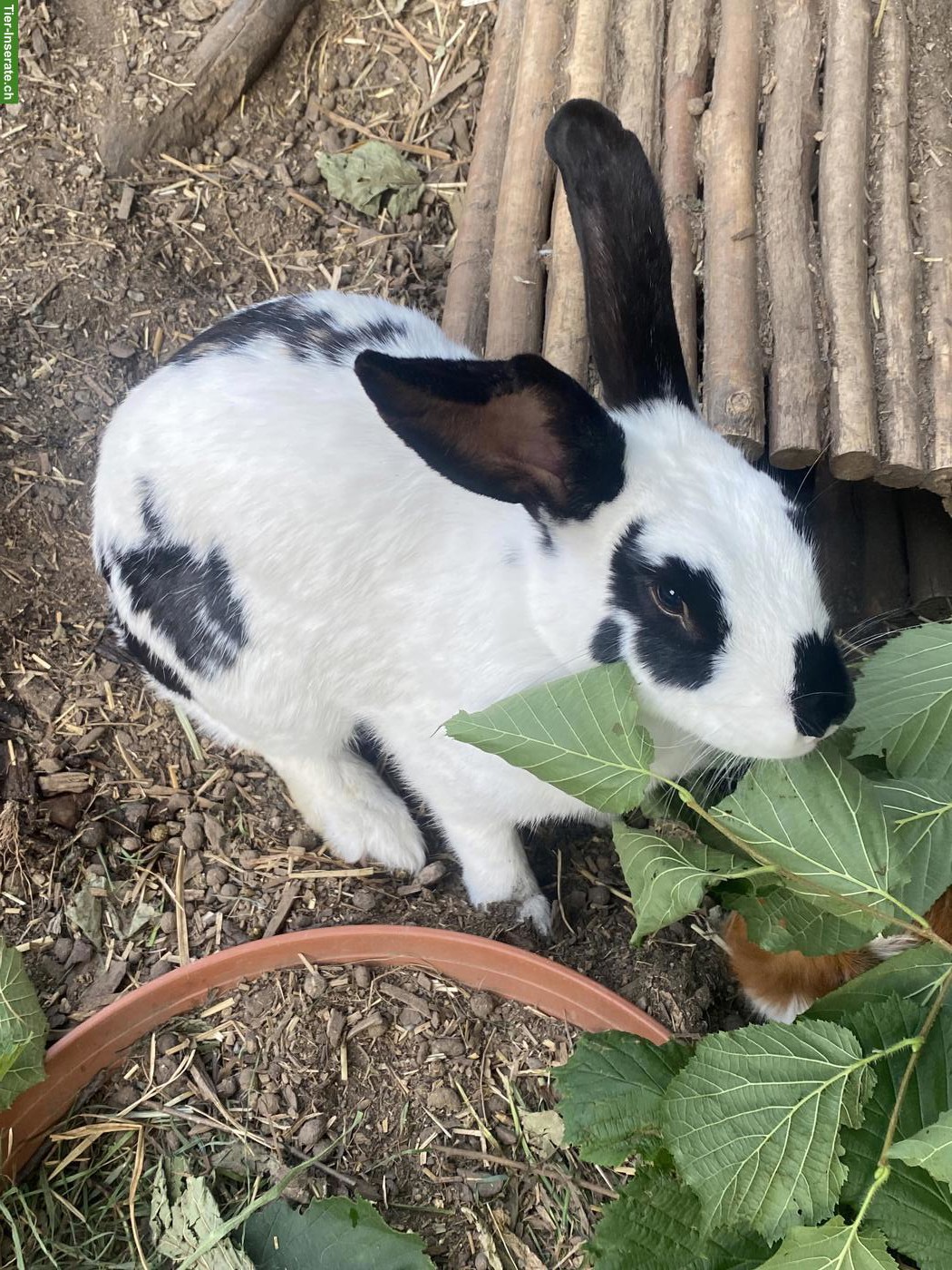Bild 2: Schweizer Schecken Kaninchen, weiblich