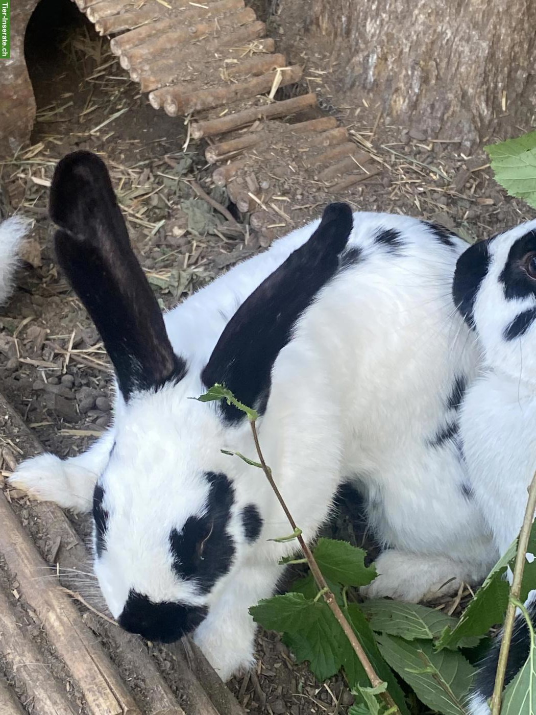 Bild 3: Schweizer Schecken Kaninchen, weiblich