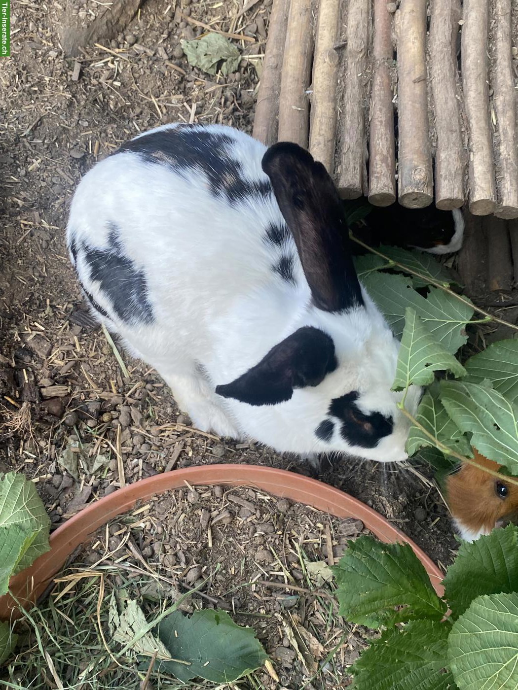 Bild 4: Schweizer Schecken Kaninchen, weiblich
