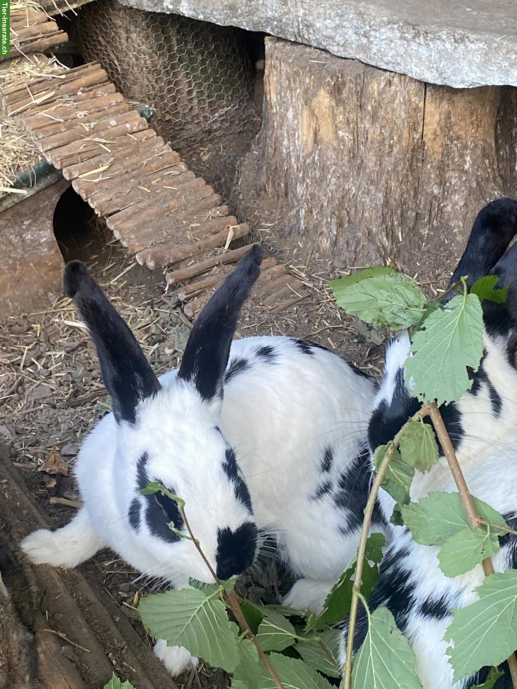 Bild 5: Schweizer Schecken Kaninchen, weiblich