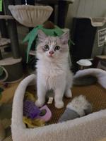 Neva Masquarade Kitten, Kater und Weibchen